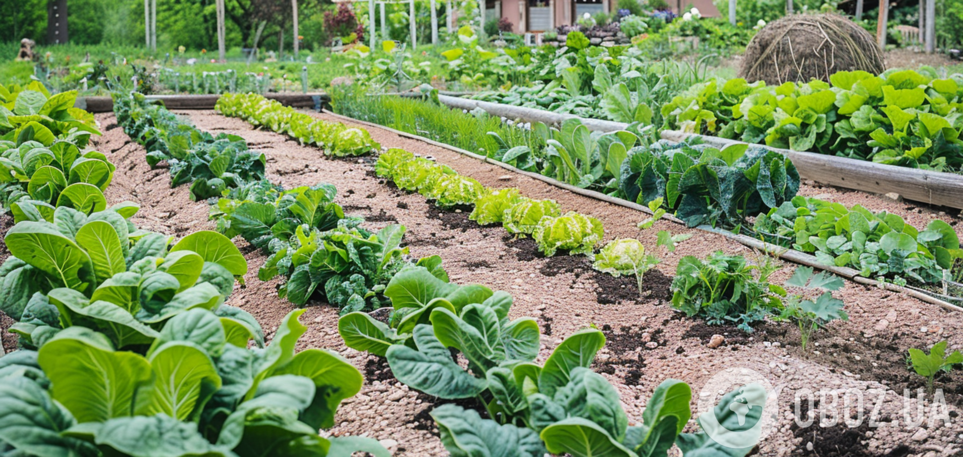Як позбутися павутинного кліща на овочах: цей невидимий шкідник може знищити врожай
