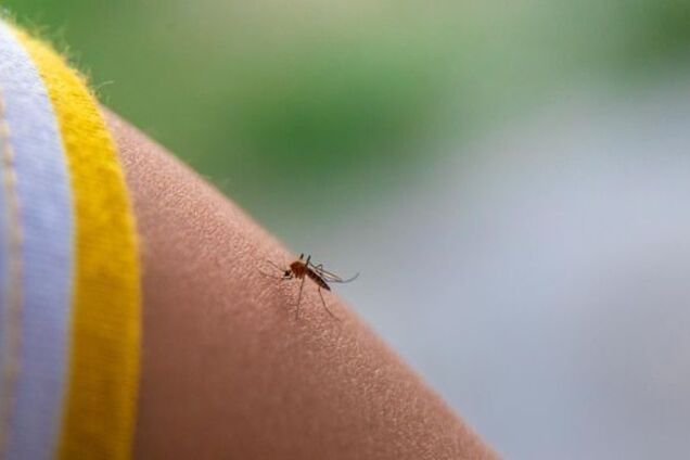 Як знизити ймовірність зараження лихоманкою денге: корисні поради