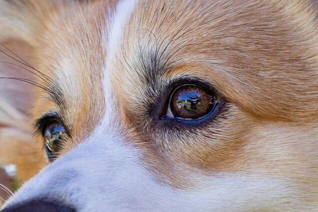Чому коти, собаки та інші тварини мають третю повіку, а люди – ні