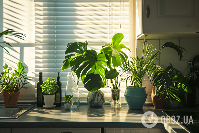 Как ухаживать за комнатными растениями летом: 5 важных советов 