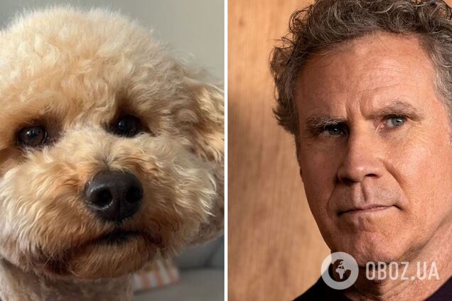 Пользователей TikTok поразило невероятное сходство собаки из США с актером Уиллом Ферреллом. Фото и видео