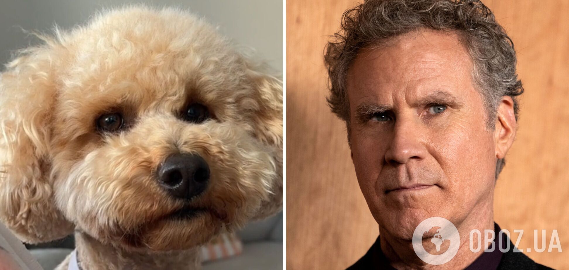 Пользователей TikTok поразило невероятное сходство собаки из США с актером Уиллом Ферреллом. Фото и видео