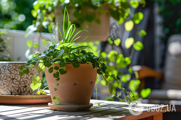 Какие комнатные растения следует вынести на свежий воздух летом: советы и предостережения
