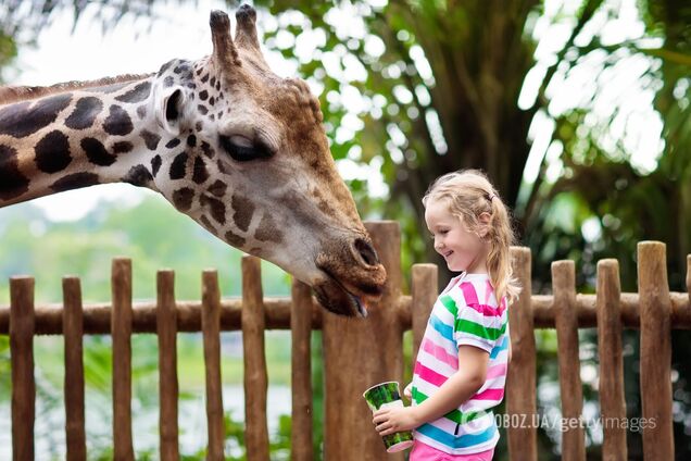 У США жираф витягнув з автомобіля 2-річну дитину, яка намагалася його погодувати. Момент потрапив на відео