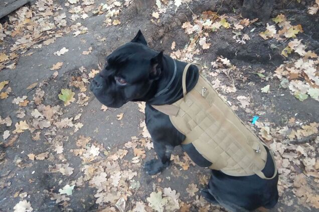 'Служив з 2016 року': помер легендарний бойовий пес ЗСУ, який відгриз собі лапу, щоб втекти від окупантів. Фото