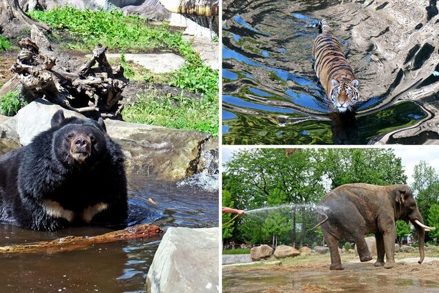Спа-процедури для мешканців Київзоо