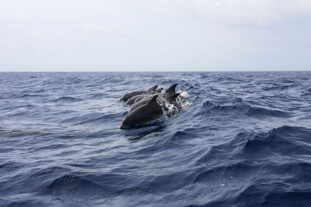 Экоцид продолжается: в оккупированном Мариуполе выносит на берег мертвых дельфинов. Фото