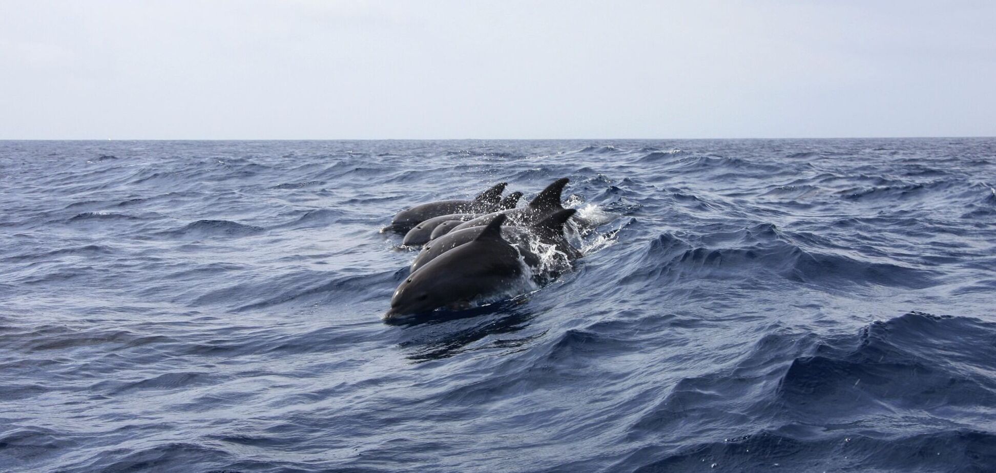 Экоцид продолжается: в оккупированном Мариуполе выносит на берег мертвых дельфинов. Фото