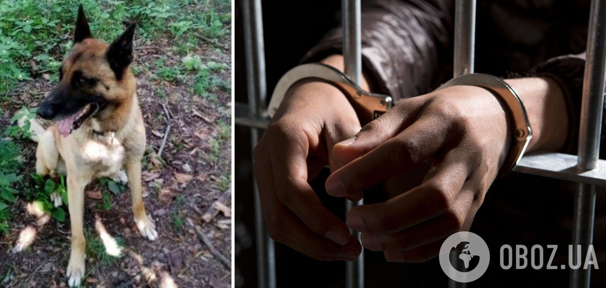 Судитимуть чоловіка, якого обвинувачують у вбивстві собаки сусідів