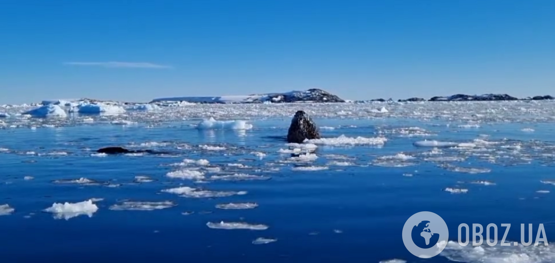 Горбатый кит