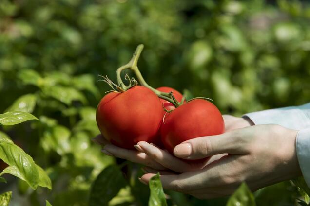 Почему опадает цвет на помидорах: как спасти урожай