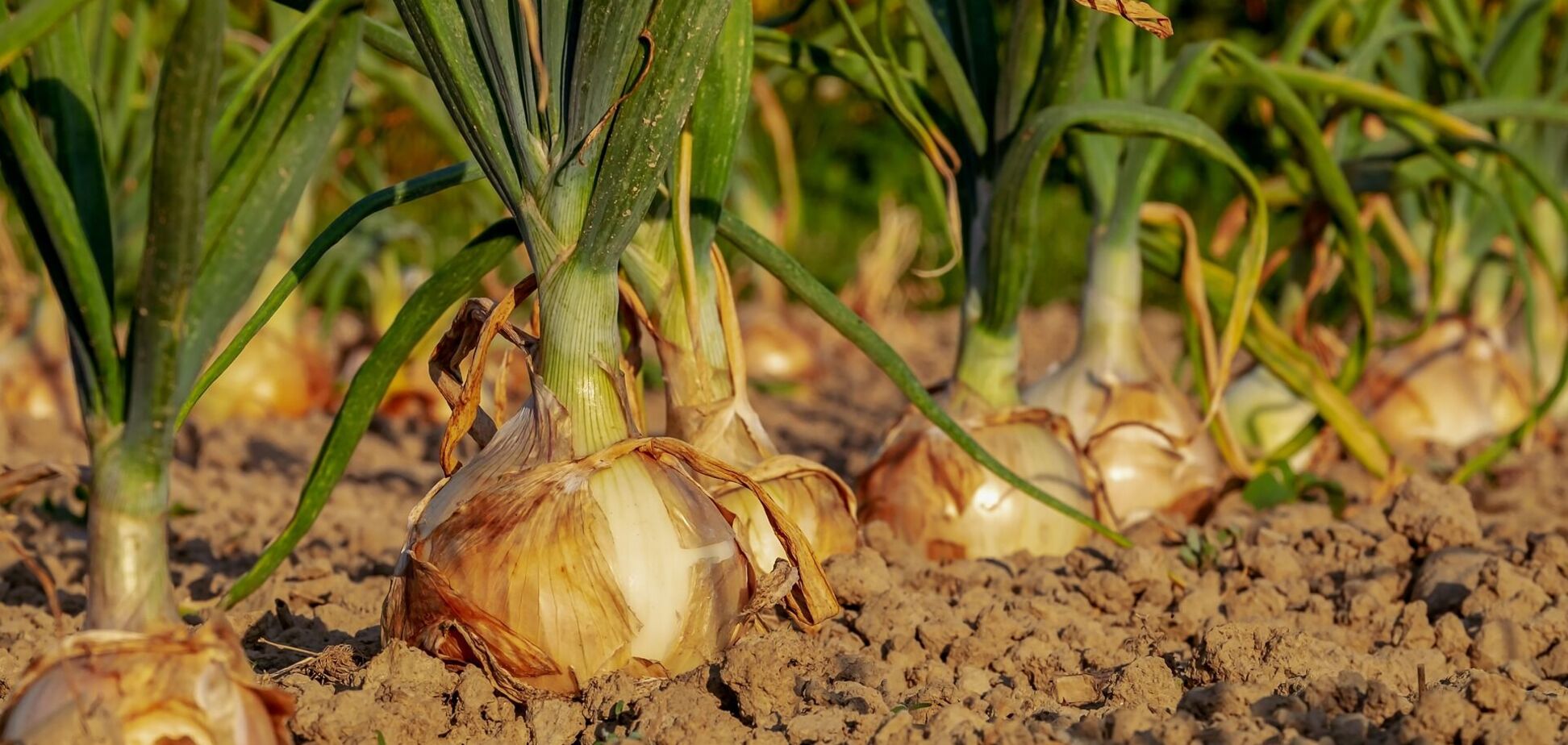 Когда собирают урожай лука: как правильно хранить