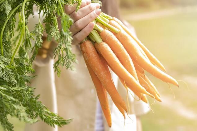 Коли збирають урожай моркви: чи впливає на строки спека