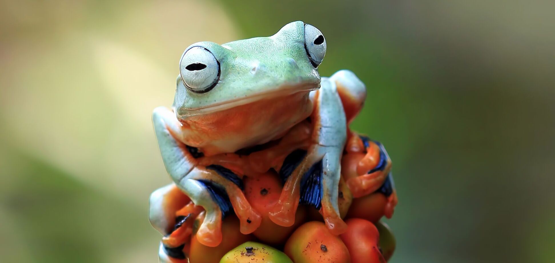 В Австралии заметили голубую лягушку: как выглядит редкий мутант. Фото