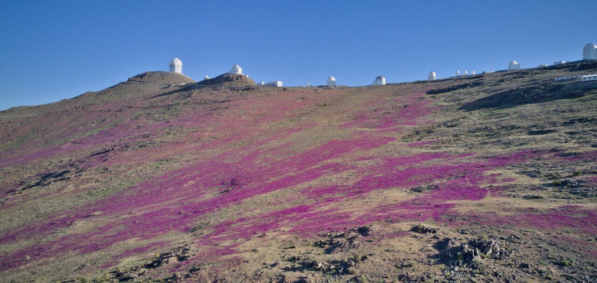 Найсухіша пустеля на Землі стала фіолетовою: таке трапляється раз на кілька років. Фото