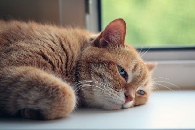 Жара начнет отступать, но не везде: синоптик дала прогноз для Украины. Карта