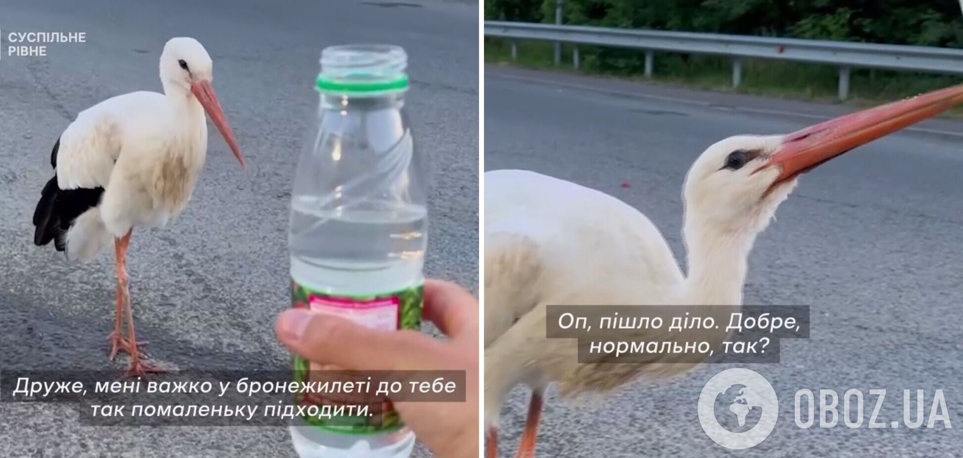 Просит воду: в Ривне аист в течение двух недель прилетает к полицейским. Видео