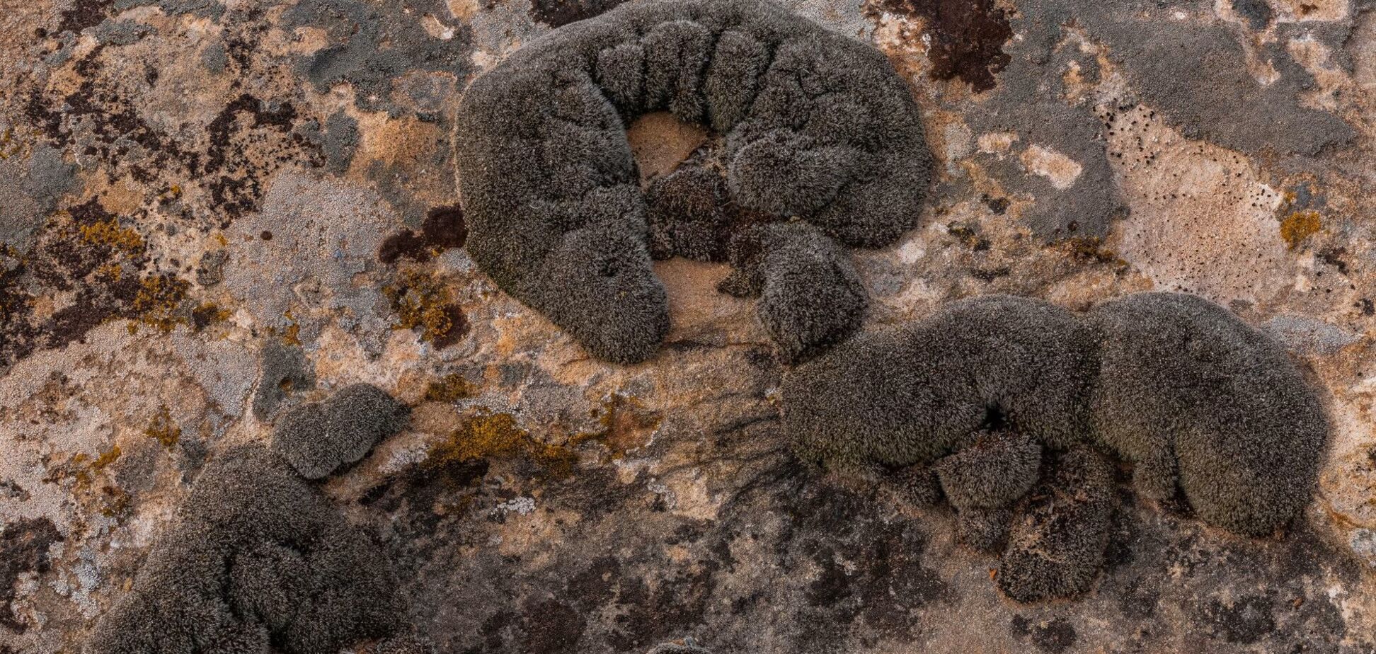 Есть ли жизнь на Марсе? Ученые обнаружили растение, способное выжить на красной планете. Фото