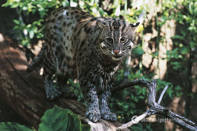 Крякают, как утки, и лазают по деревьям. Редких кошек-рыбаков сняли на видео в Бангладеш