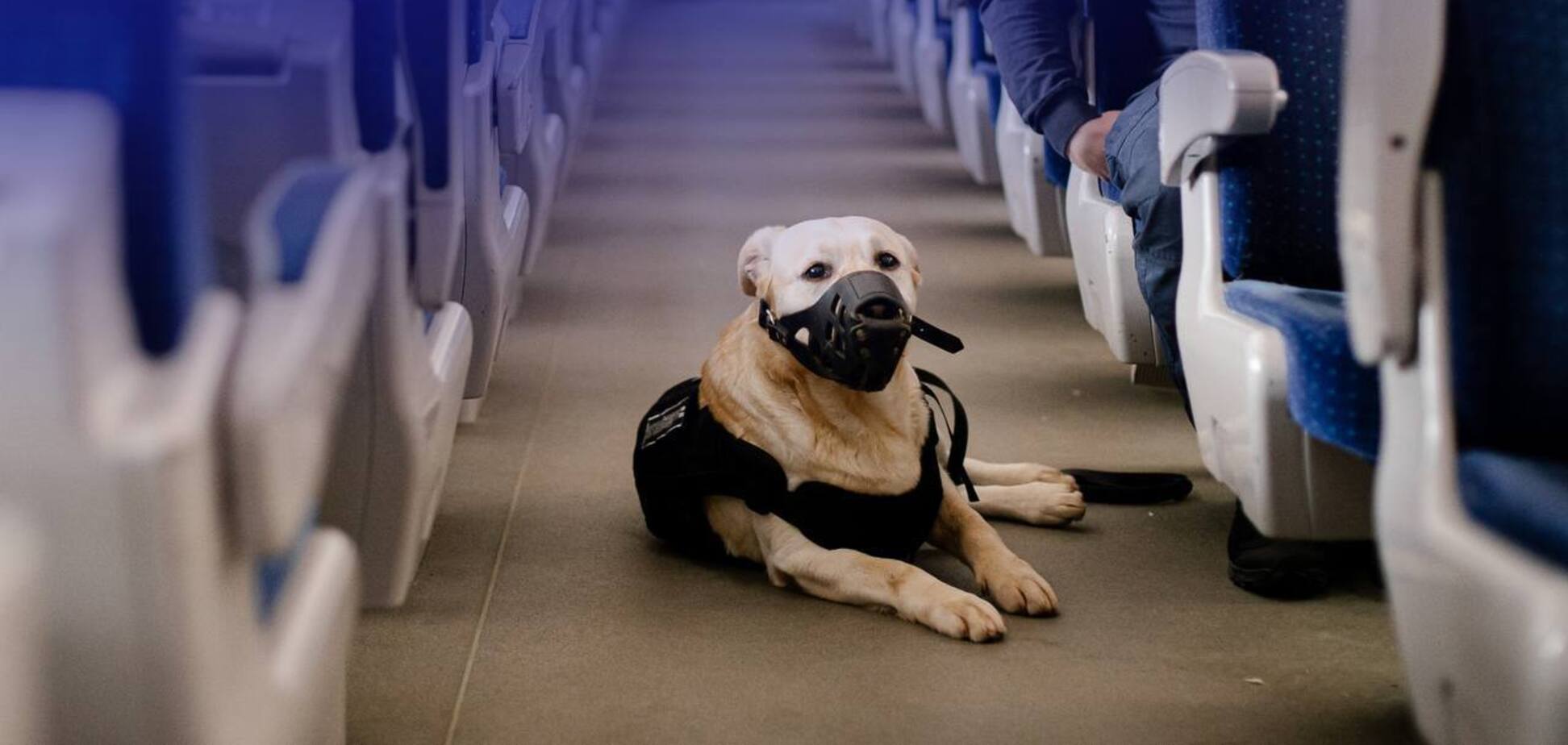 'Укрзалізниця' оновила правила перевезення тварин