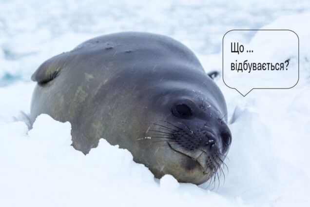 Резкое потепление добралось до Антарктиды: там среди зимы зафиксировали 'плюс'