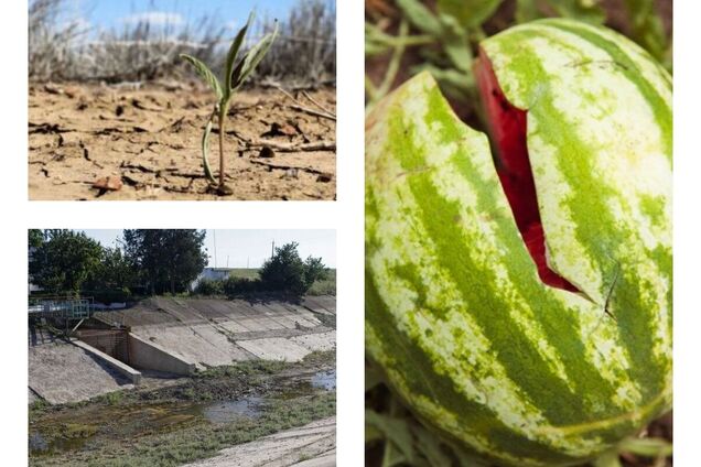 Без воды и арбузов: почему на оккупированной Херсонщине гибнет урожай и куда бегут фермеры