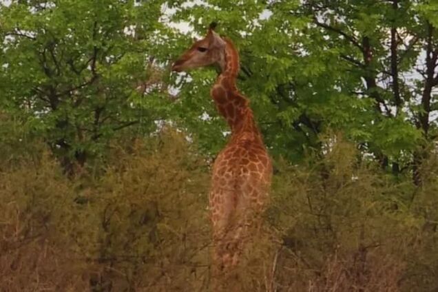 Як зигзаг: жирафа з викривленою шиєю помітили в Південній Африці. Фото
