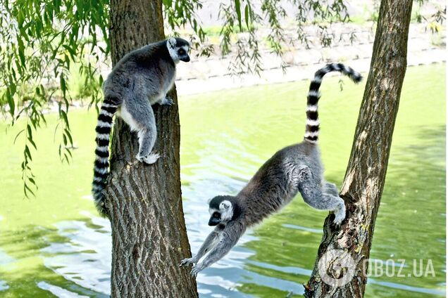 В Киевзоо обустроили новую локацию для кошачьих лемуров