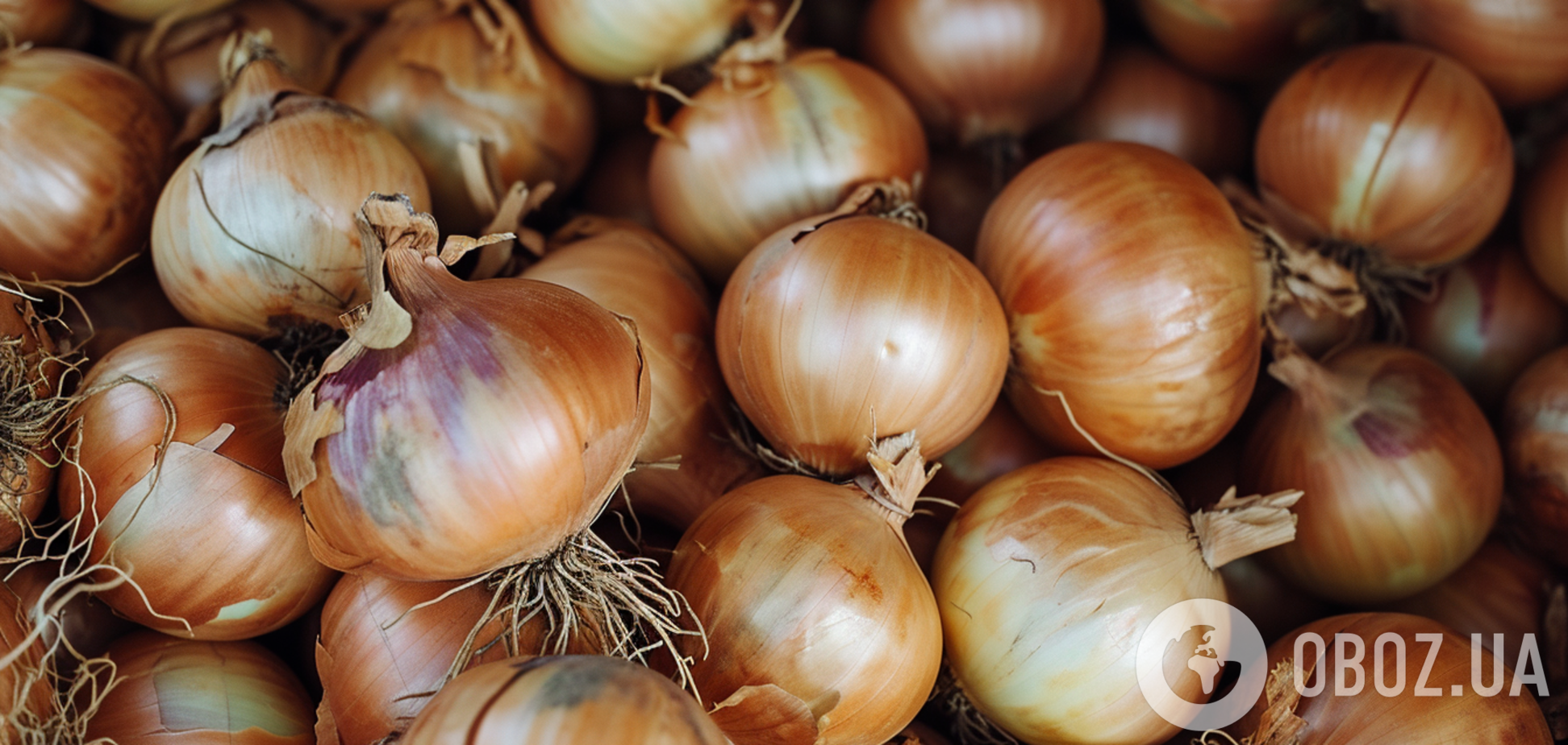 Кожного року дати різні: коли збирають урожай цибулі