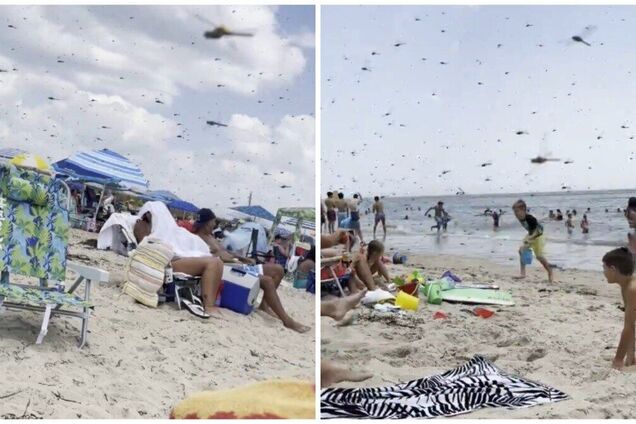 Біблійна чума стає реальністю? Величезний рій комах перетворив пляж Род-Айленда на сцену з апокаліпсису: що кажуть вчені