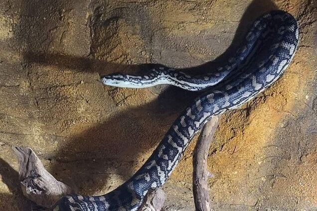 Мог бежать из террариума: в центре Одессы обнаружили гигантского питона. Фото