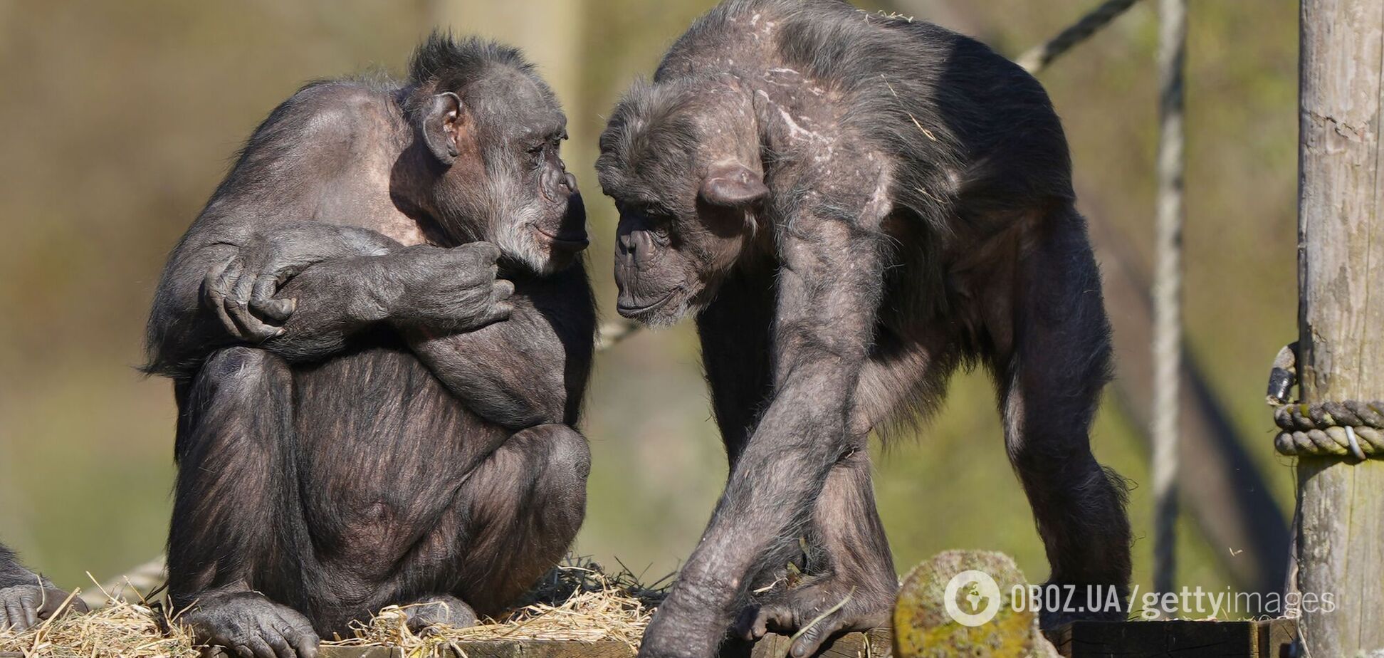 Відео з шимпанзе, що каже 'мама', наштовхнуло вчених на дослідження: але істина може розкрити жорстоку натуру людства