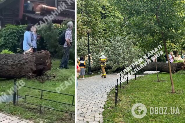 В столице люди пострадали из-за падения дерева