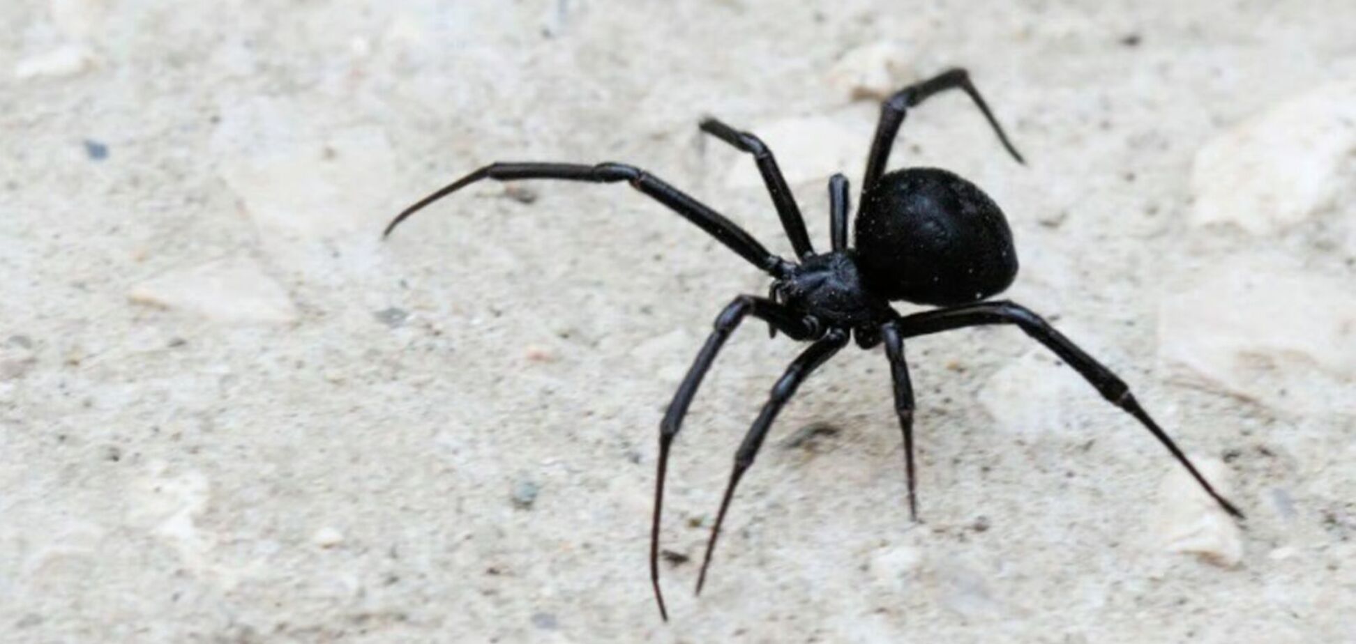 Фейк о ядовитых пауках в Украине распространили россияне: в Минздраве прояснили ситуацию