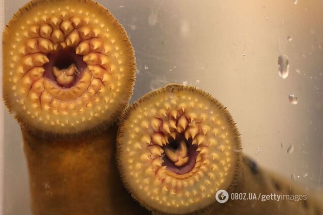 'Рибу-вампіра' спіймали у річці Вірджинії: чому вчені назвали це гарним знаком