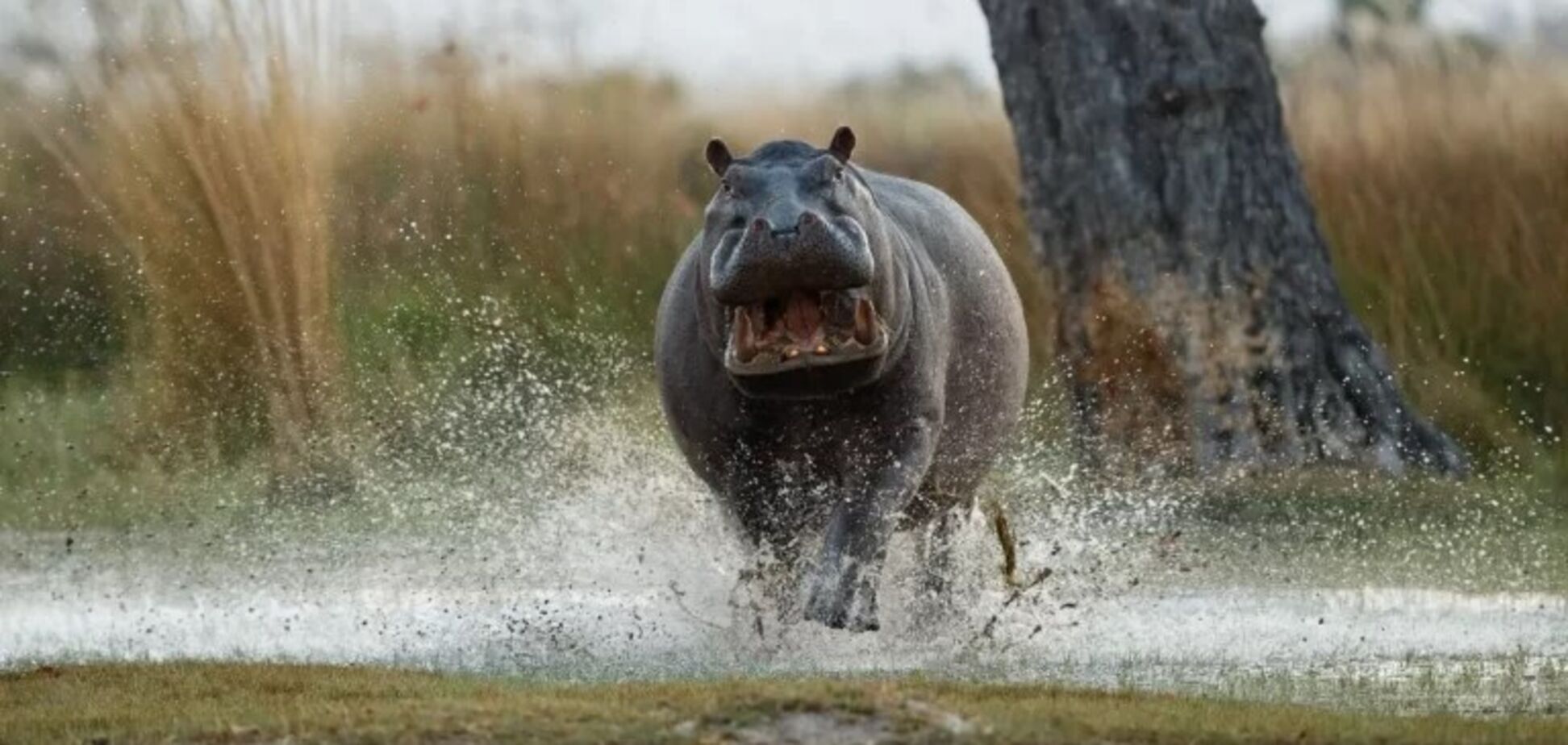 Бегемоти літають у повітрі на максимальній швидкості: дослідники зробили несподіване відкриття