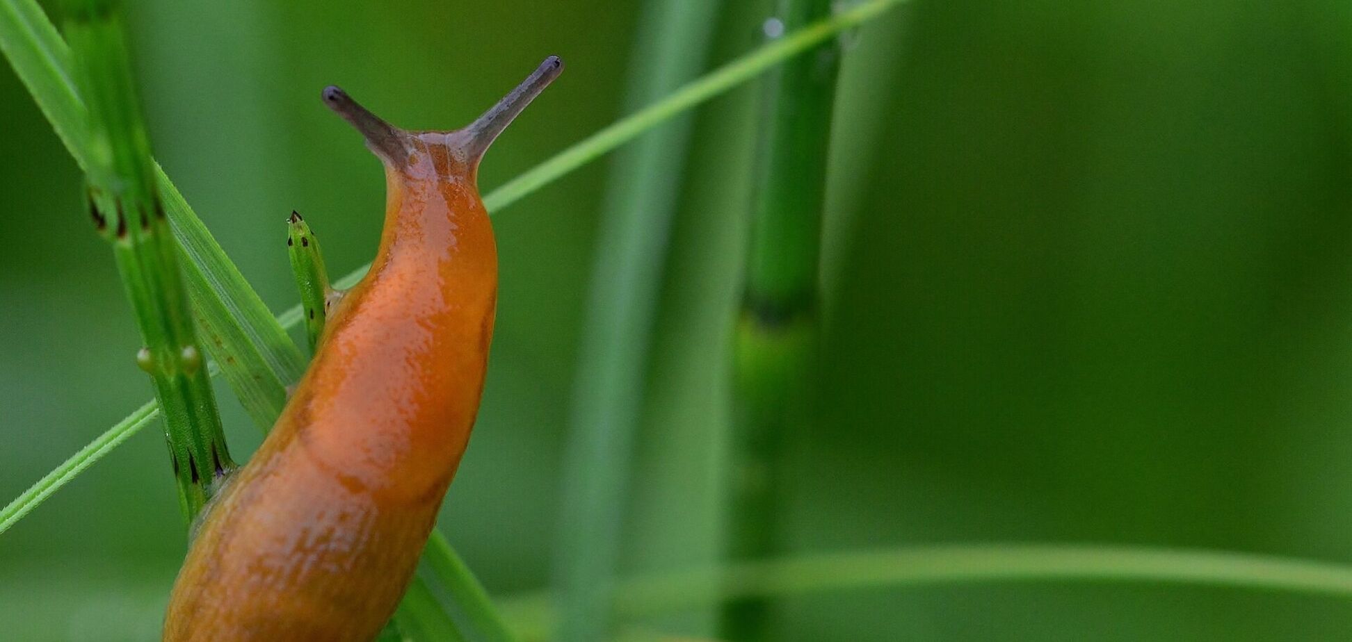 Як захистити город від слимаків: простий спосіб