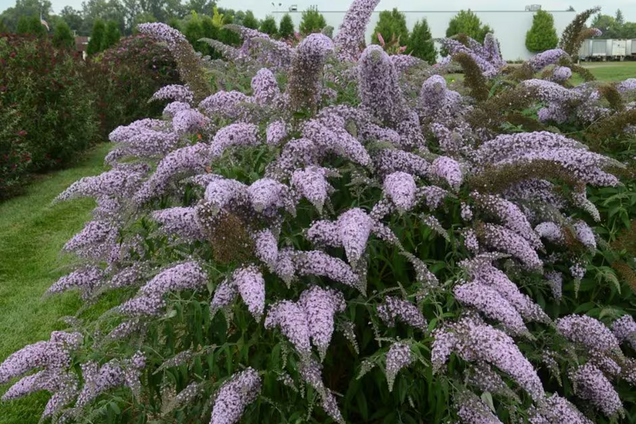 Магніт для метеликів: як виростити вдома будлею