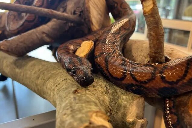 Одинокий удав Роналдо родил 14 малышей без пары: у него не было никаких контактов со змеями 9 лет. В чем секрет