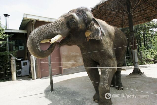 Невероятно, но факт: четверо животных, умеющих имитировать человеческий язык. Видео