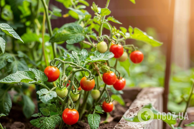 Пасинкування помідорів: коли і навіщо це треба робити