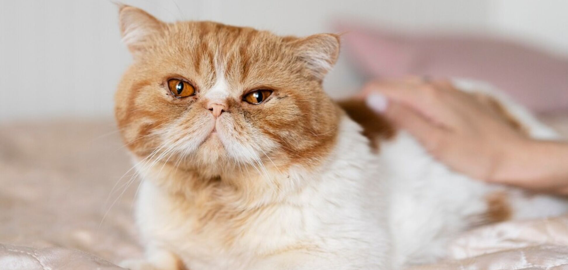 Майже всі роблять неправильно. Як гладити котів, щоб їм це подобалося