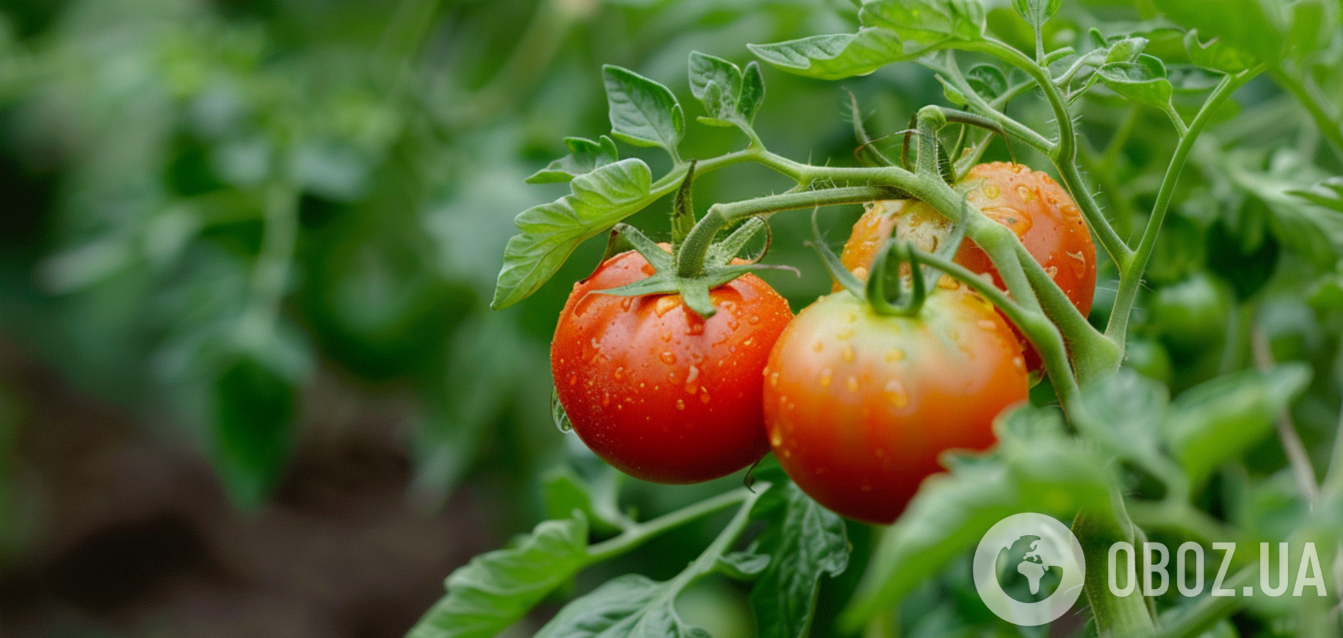 Важно успеть: чем подкормить помидоры в июле, пока еще нет урожая