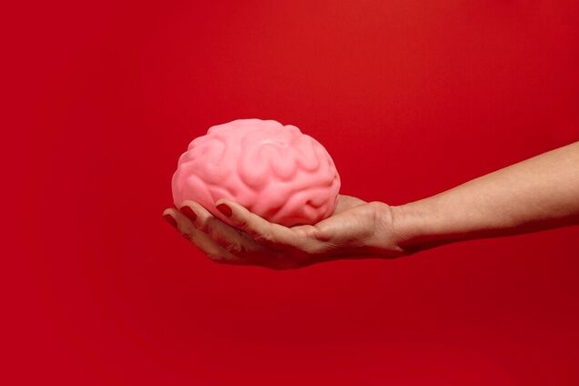 Вчені спростували головний міф про мозок: розмір не має значення