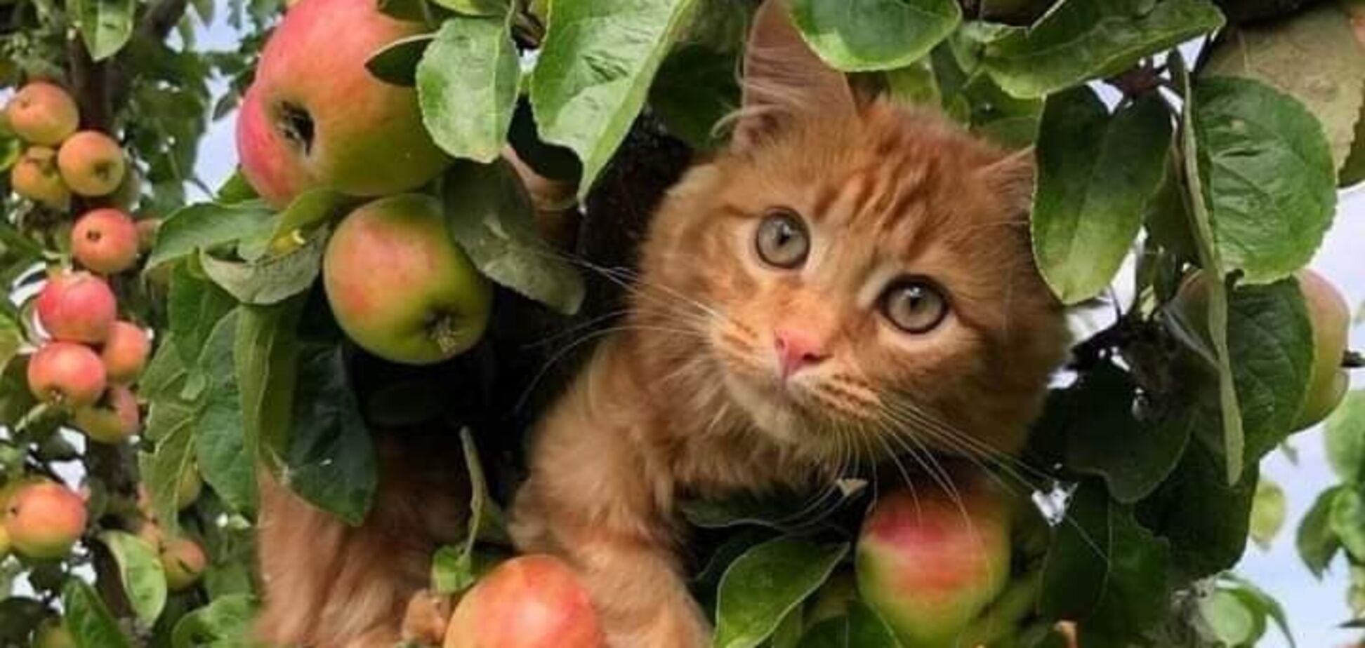 В Україну повертається спека до +36 градусів: синоптики дали прогноз погоди на суботу