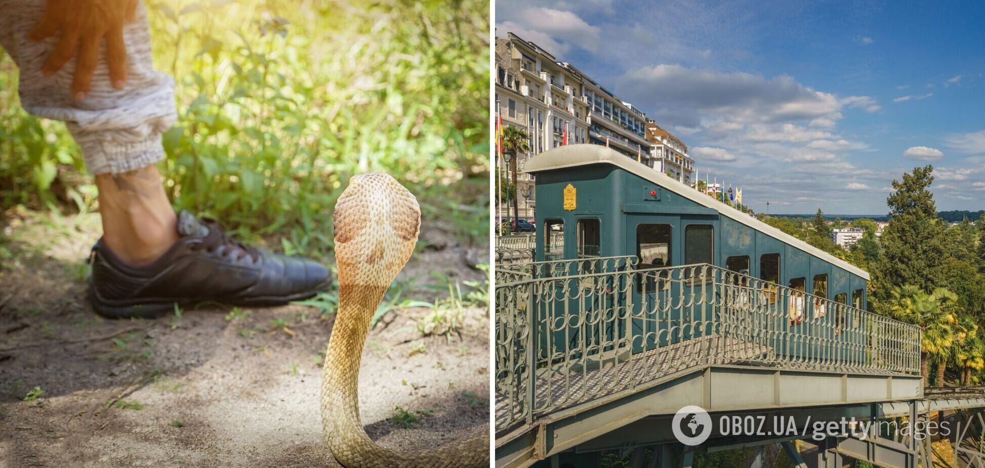 У Франції змія заповзла під футболку туристу і вкусила його