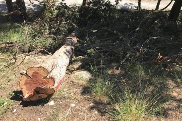 'Панически боятся высадки десанта': оккупанты вырубают деревья в Крыму для строительства фортификаций