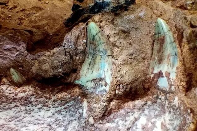 Сильні дощі в Бразилії оголили останки одного з найдавніших динозаврів світу. Відео