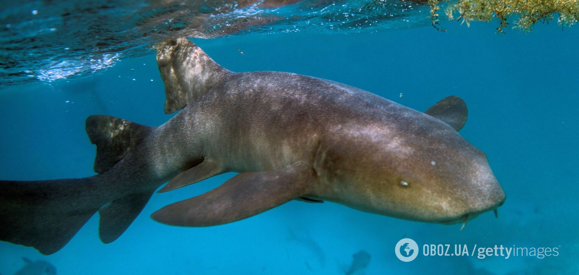 'Килим' на дні океану: вчені наткнулися на тисячі сплячих акул