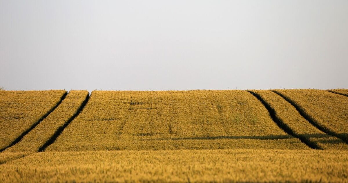 В Україні різко переписали ціни на землю: скільки тепер коштує гектар